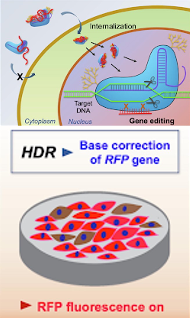 [고분자약물전달실험실] DNA 복구를 유도할 수 있는 Cas9 conjugate complex 시스템 개발