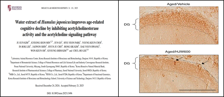 [분자생물실험실] 노화에 의한 인지 저하를 개선하는 치료제 개발