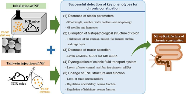 [전임상의약실험실] 공기중 나노플라스틱 흡입으로 인한 변비 유발 원인 및 작용기전 세계 최 대표이미지
